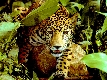 Ampliar Foto